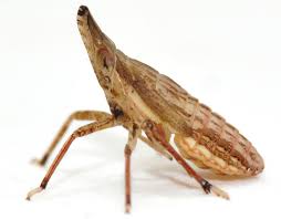 Image result for Rhynchotropis