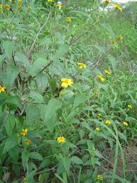 Image result for Cola mossambicensis