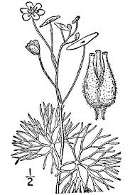 Image result for Cabombaceae