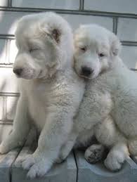 Alabayjyklar Turkmen Coban Kopegi Alabay Yavrulari Turkmenistan Turkmenleri Cute Animals Animals Beautiful Cute Dogs