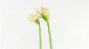 Sie ist kein püppchen und kein teddy, mit dem du tun kannst, was du willst. Amaryllis Verbluht Pflege Nach Der Blute Des Rittersterns