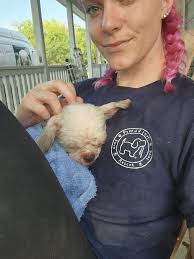 Chelsea's Canine Creations