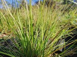 Image result for Eragrostis volkensii