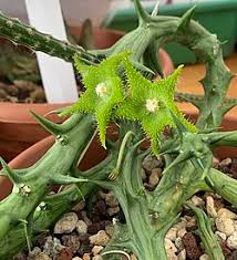 Image result for Orbea dummeri