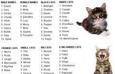 Among them, disney is one of the famous cartoon films and has the ideal character names for your kittens. Cute Cat Names Female Unique In 2020 Cute Cat Names Cute Cat Memes Cute Puppies Images Cute Cat Names Cute Cat Memes Cat Names