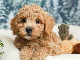 Poochon Puppy Poochon Puppies Bichon Frise Puppy Teddy Bear Puppies