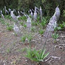 Image result for Crinum lugardiae