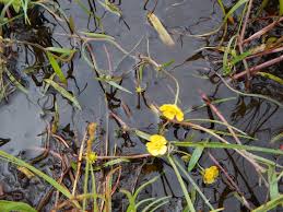 Image result for Ranunculus raeae