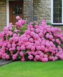 Hydrangea Love Hydrangea Garden Hydrangea Landscaping Hydrangea Care