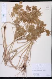 Image result for Cyperus sp.no.8