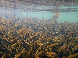 Image result for Elodea