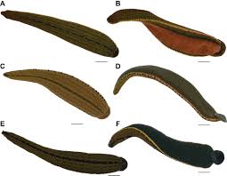 We did not find results for: A New Species Of Buffalo Leech In The Genus Hirudinaria Whitman 1886 Arhynchobdellida Hirudinidae From Thailand