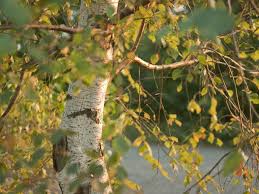 Also know, how long do silver birch trees live? Choosing A Birch Tree Betula Varieties Saga