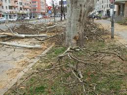 Nunta de la leova omu n viata cat traeste. Imagini Dezolante Zeci De Pui De Cioara Morti Pe Trotuar Dupa Ce Au Fost Toaletati Platanii De Pe Independentei