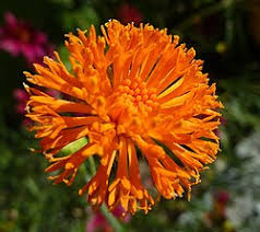 Image result for Emilia pseudactis