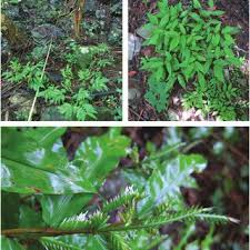 Image result for Acritochaete volkensii