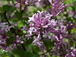 Image result for Syringa meyeri ´Palibin