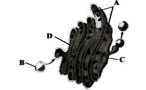The golgi apparatus is a membrane bound organelle found in most cells. Select The Option With Correct Labelling Of Given Structure Of Golgi Apparatus Img Src Https D10lpgp6xz60nq Cloudfront Net Physics Images Ncert Fing Bio Obj Xi Ctl C08 E01 060 Q01 Png Width 80