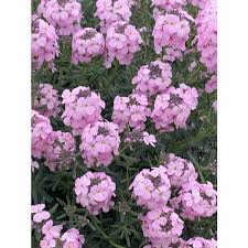 Image result for Eriosema shirense