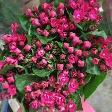 Bouvardia Double Variety Called Diamond Cerise Sold In Bunches Of 10 Stems From The Flowermong Wholesale Flowers Diy Wedding Flowers Most Beautiful Flowers