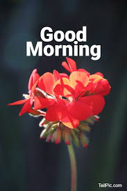 You fill my heart with so much hope and joy. 35 Best Good Morning Flowers Images Tailpic