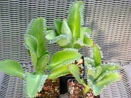 These two plants, mother of millions and mother of thousands are often confused with each other because of their similarities. Mother Of Thousands Things I Want To Tell My Mother