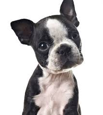 Find boston terrier puppies and breeders in your area and helpful boston terrier information. Fmv79cdx50skjm