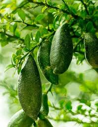 Image result for Limeum pterocarpum