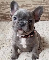 Everything you need to know about owning a french bull dog puppy!! Aww Music Indieartist Chicago Blue French Bulldog Puppies French Bulldog Puppies Cute Dogs