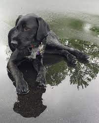 Bloat labrador retriever health risks: Lab Mix Labrador Cross Breeds The Labrador Site Unique Dog Breeds Lab Mix Dog Crossbreeds