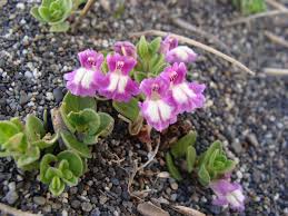 Image result for Scutellaria schweinfurthii