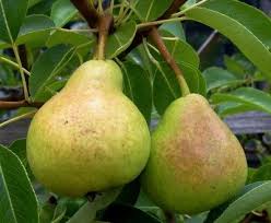 Mix together the flour, sugar, and milk. No Pears On Tree When Should Pear Trees Bear Fruit Pear Trees Organic Fruit Trees Growing Fruit