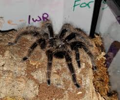 It is possible that some people may have an anaphylactic reaction to the venom from a rose hair, but the odds are low, as the venom is not very strong. Brazilian Curly Hair Brachypelma Albopilosum One Of My Babies Spiders
