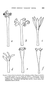 Image result for Senecio auriculatissimus