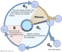 * mitosis and cytokinesis together are usually referred to collectively as m. Biology 2017 Mid Term Flashcards Va Flashcards Quizlet
