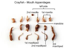 In this crayfish dissection worksheet in this crayfish dissection worksheet, students answer 11 questions about crayfish bodies. Crayfish Dissection