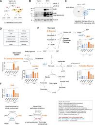 Maybe you would like to learn more about one of these? The Transcription Factors Aryl Hydrocarbon Receptor And Myc Cooperate In The Regulation Of Cellular Metabolism Journal Of Biological Chemistry