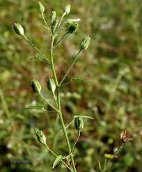 Image result for Hibiscus lobatus
