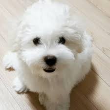 Learn About The Bichon Frise Dog Breed From A Trusted Veterinarian