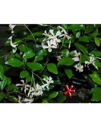 Trafospermum jasminoides, common names includes confederate jasmine, southern jasmine, star jasmine, confederate jessamine, and chinese star jasmine, blooding in garden. For Your Garden Trachelospermum Jasminoides Pink Showers Pink Confederate Jasmine At Zone 9 Tropicals