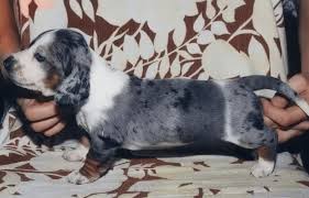 We offer most colors and patterns: Double Dapple Dachshund Welcome To The Sausage Dog World