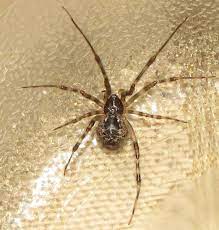 common house spider house spider common house spiders spider
