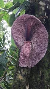 Image result for Aristolochia heppii