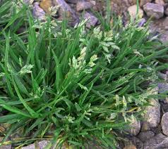 Image result for Poa annua