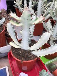 Image result for Euphorbia halipedicola