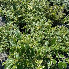 Image result for Duranta erecta