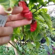 Jual Bibit Cabe Unik 0821 333 74742 Jual Bibit Cabe Warna Warni Bergaransi Unik Warna