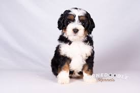They are sturdy and balanced. F1b Bernedoodle Off 79 Www Usushimd Com