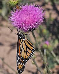 Image result for Aristida pilgeri