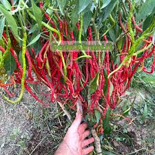 Image result for Capsicum annuum